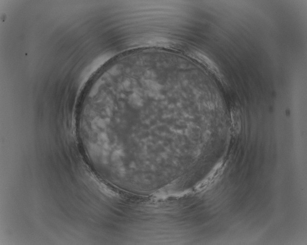 X0000077360780200611031845