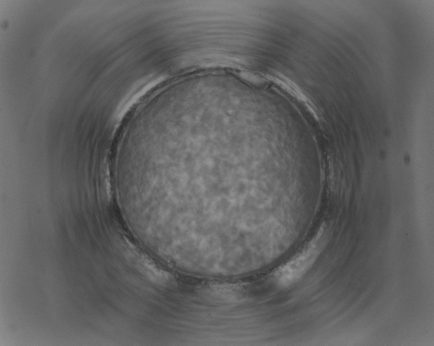 X0000077360782200611031845