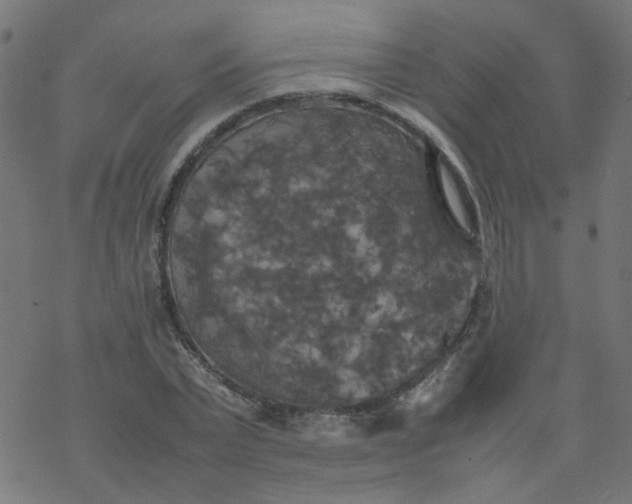 X0000077360783200611031845