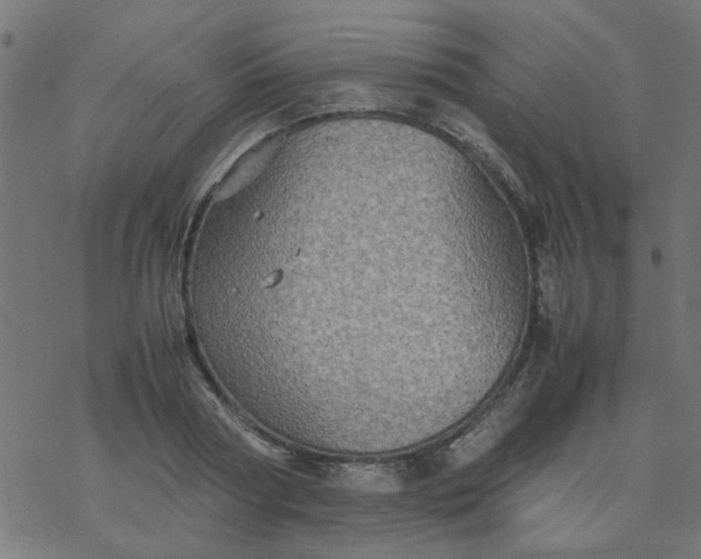 X0000077360794200611031845