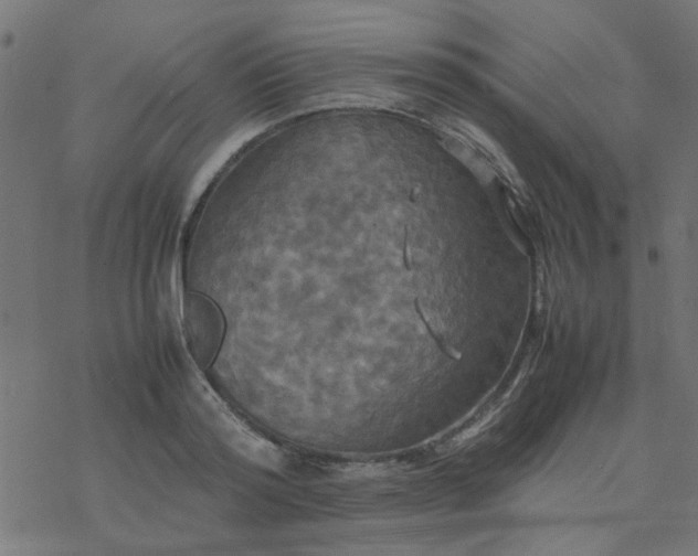 X0000077360796200611031845