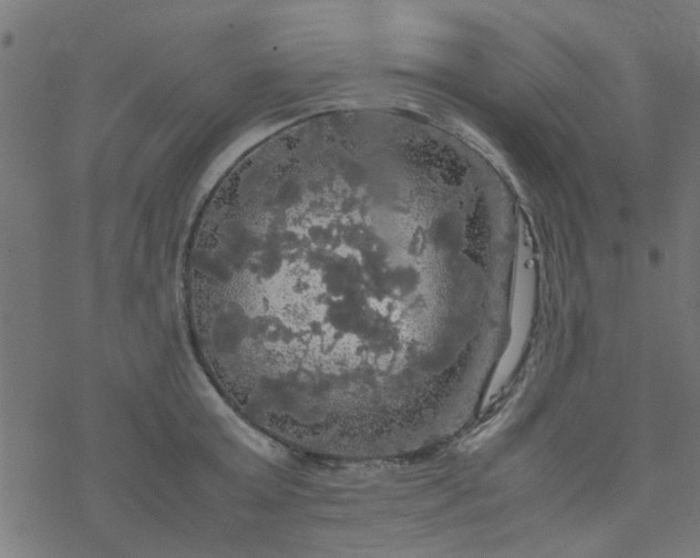 X0000077360803200611031845