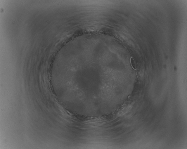 X0000077360817200611031844