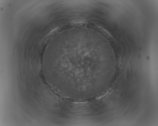 X0000077360821200611031844