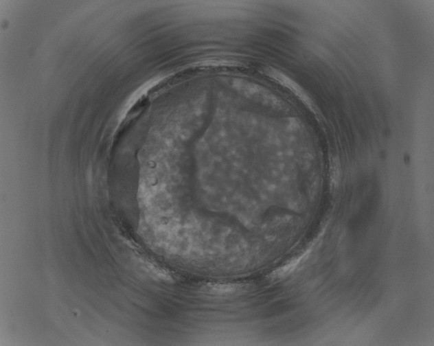 X0000077360829200611031844