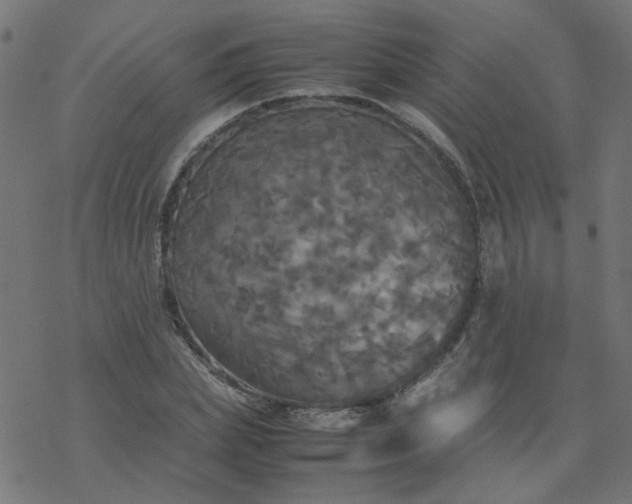 X0000077360831200611031844