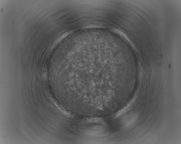 X0000077360833200611031844