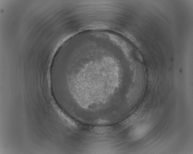 X0000077360840200611031844