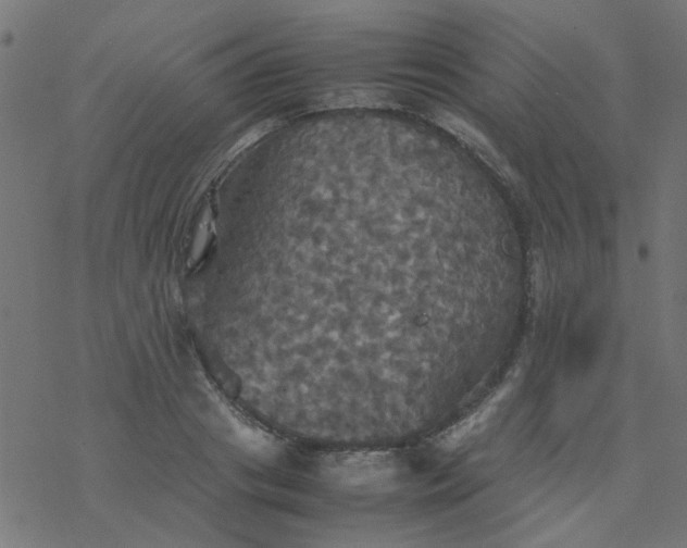 X0000077360841200611031844