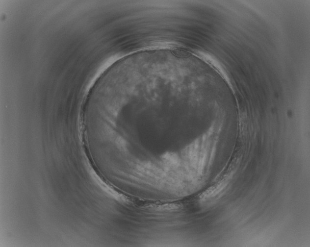 X0000077360851200611031844