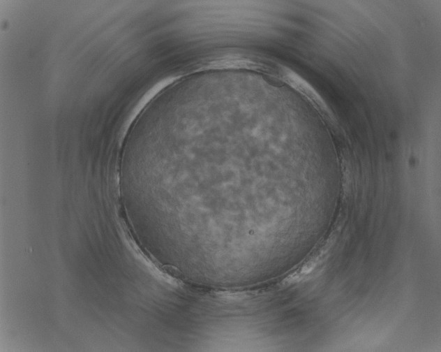 X0000077360852200611031844