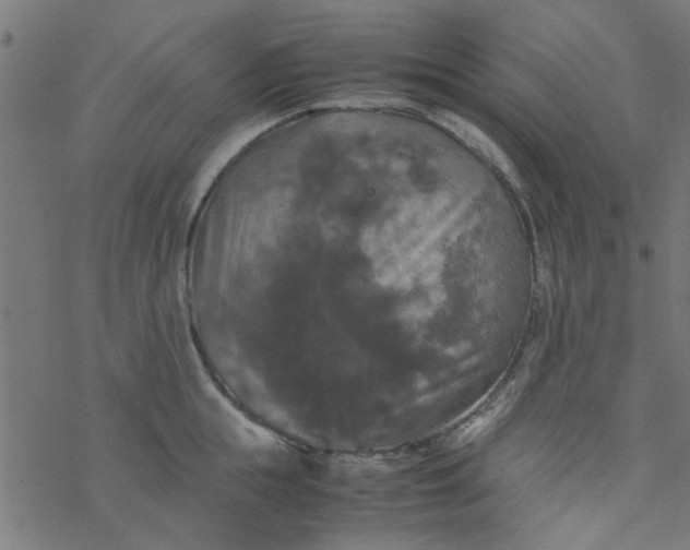 X0000077360855200611031844