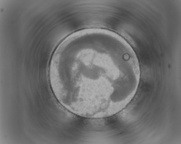 X0000077360856200611031844