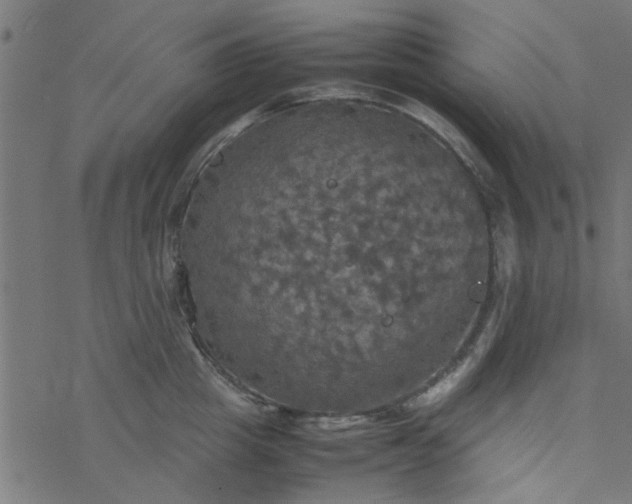 X0000077360857200611031844