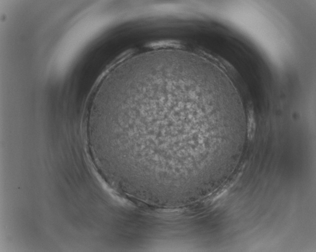 X0000077360861200611031844