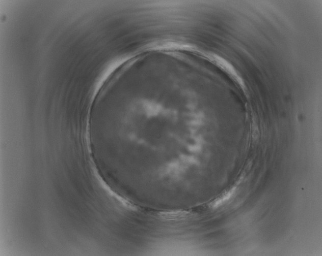 X0000077360863200611031844