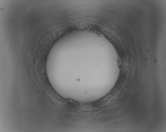 X0000077360865200611031844