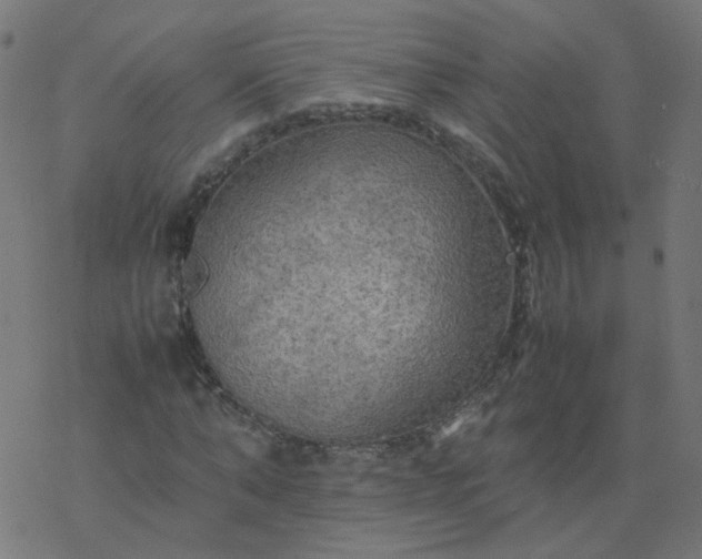 X0000077360870200611031844