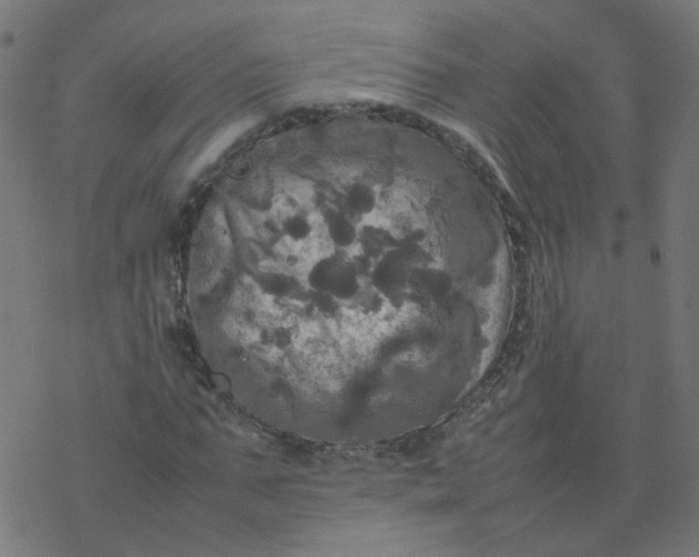 X0000077360871200611031844