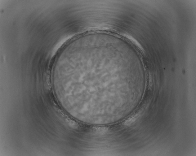 X0000077360878200611031843