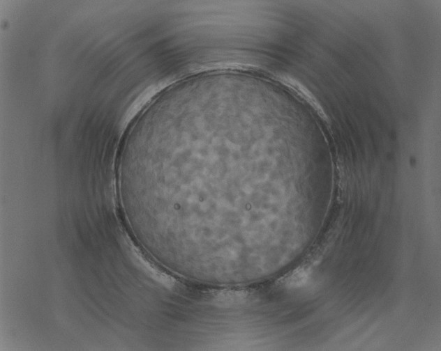 X0000077360890200611031843