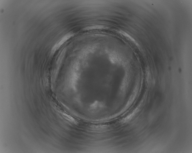 X0000077360921200611031842