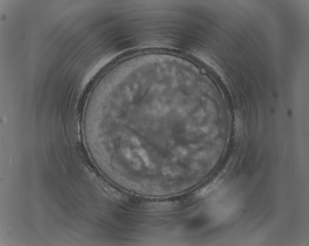 X0000077360925200611031842