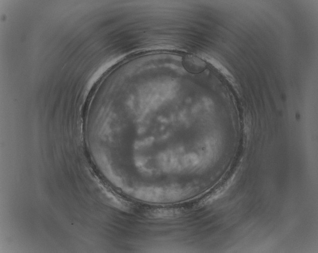 X0000077360933200611031842