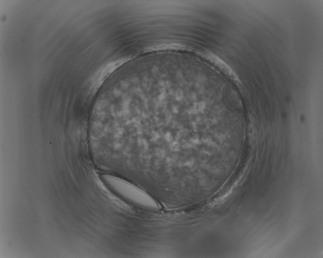 X0000077360937200611031842