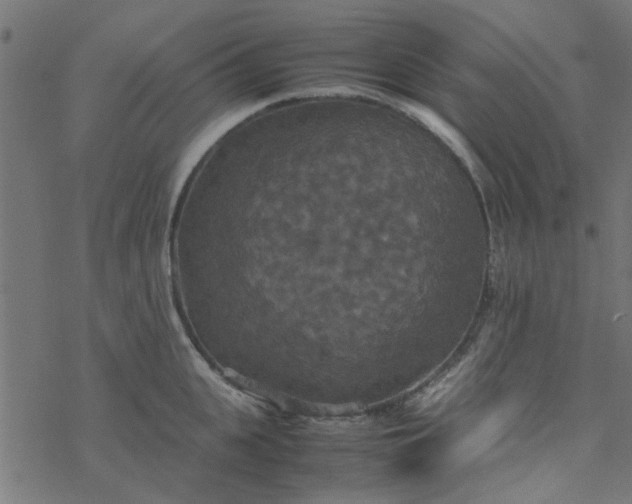 X0000077360951200611031843