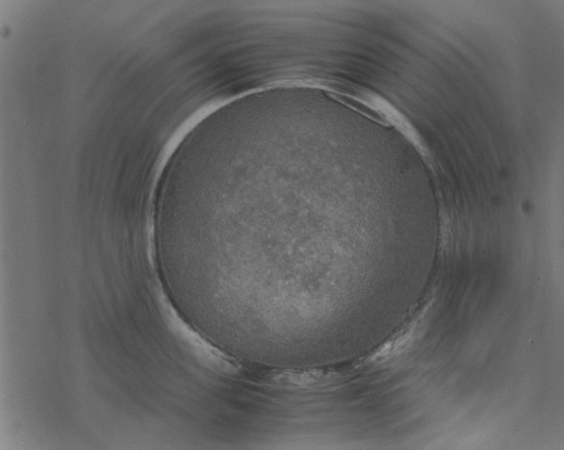 X0000077360955200611031843