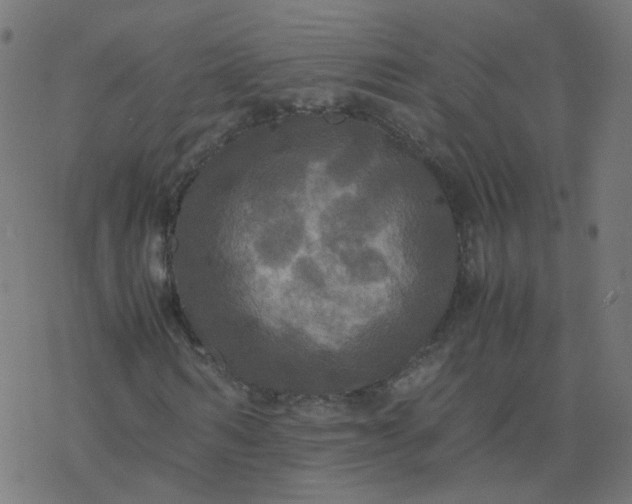 X0000077360962200611031842