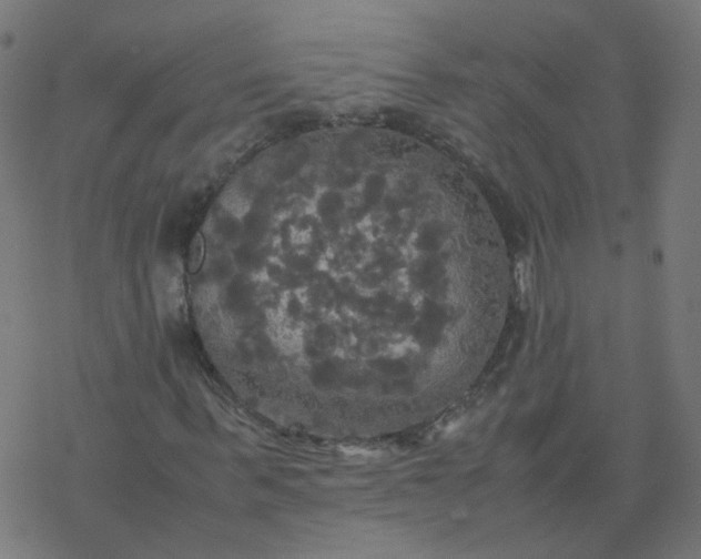 X0000077360963200611031842