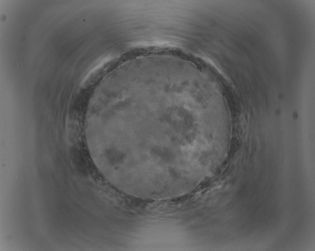 X0000077360967200611031842