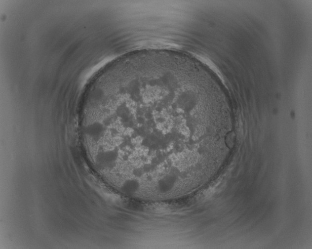 X0000077360971200611031842