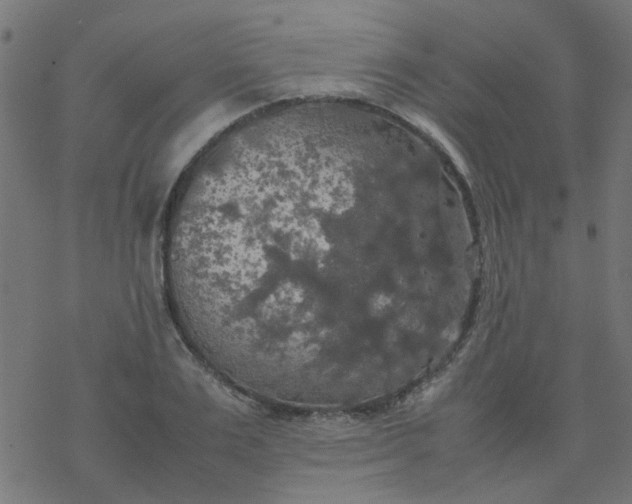 X0000077360983200611031842