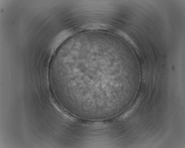 X0000077360986200611031842