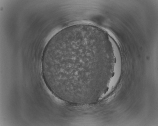 X0000077360999200611031841