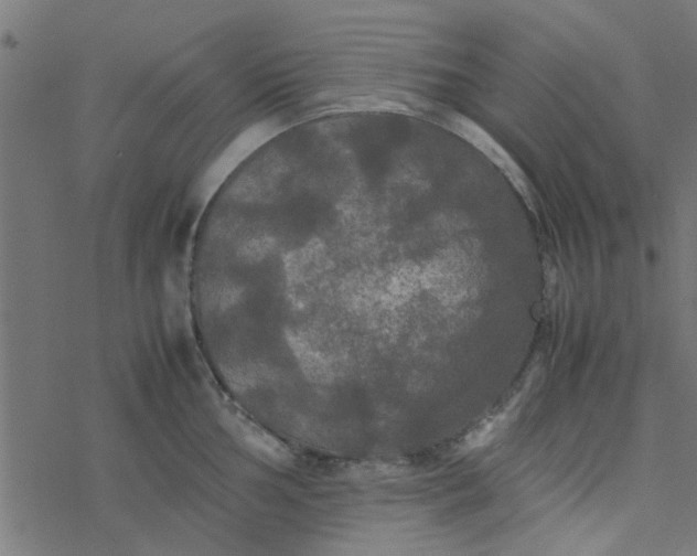 X0000077361002200611031841