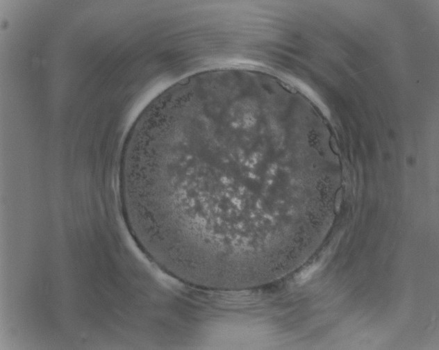 X0000077361007200611031841