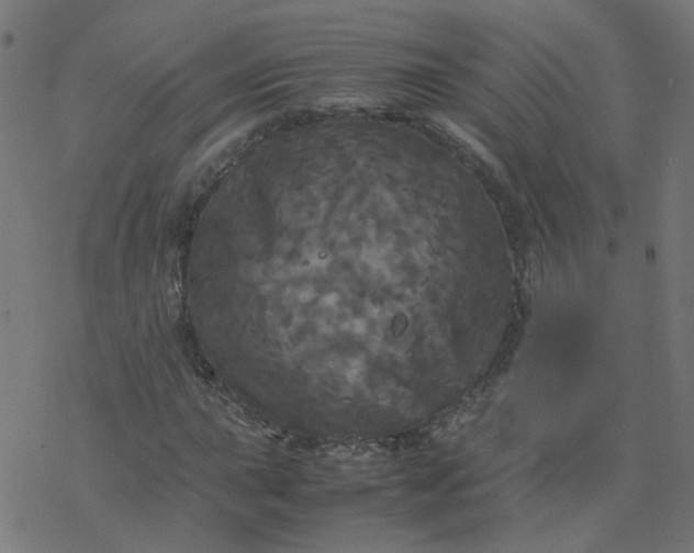 X0000077361015200611031841