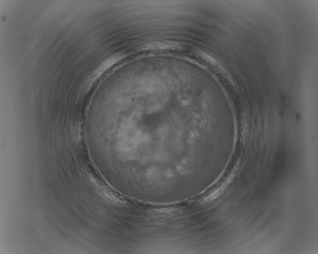 X0000077361017200611031841