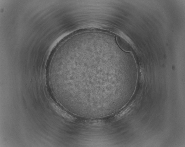 X0000077361020200611031841