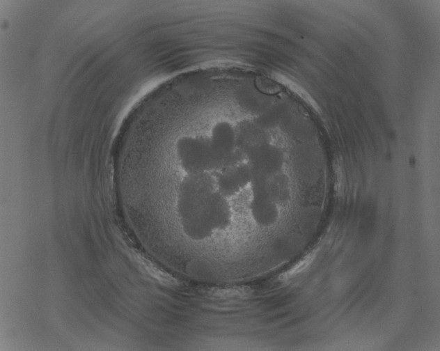 X0000077361021200611031841