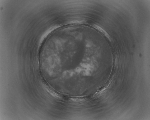 X0000077361027200611031841