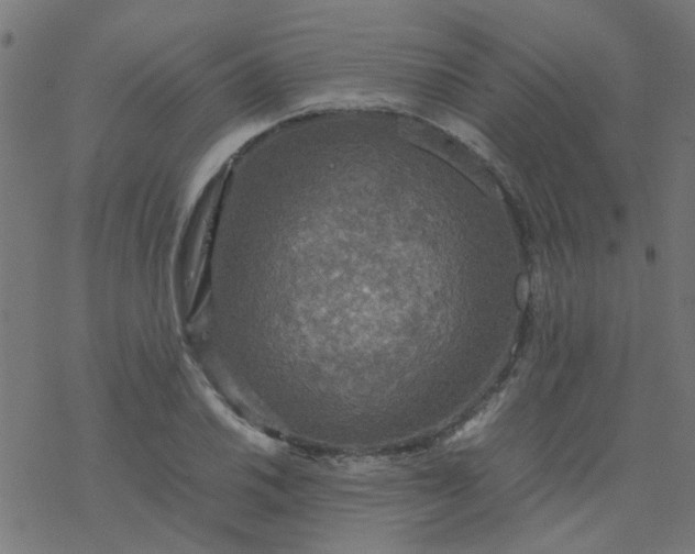 X0000077361030200611031841