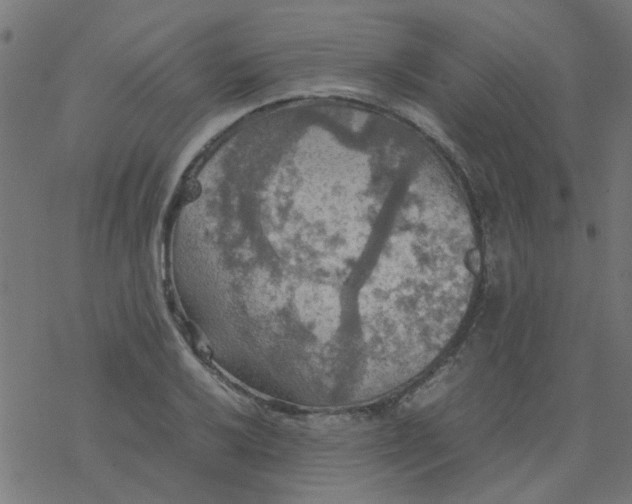 X0000077361032200611031841