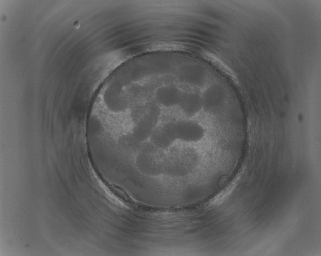 X0000077361033200611031841