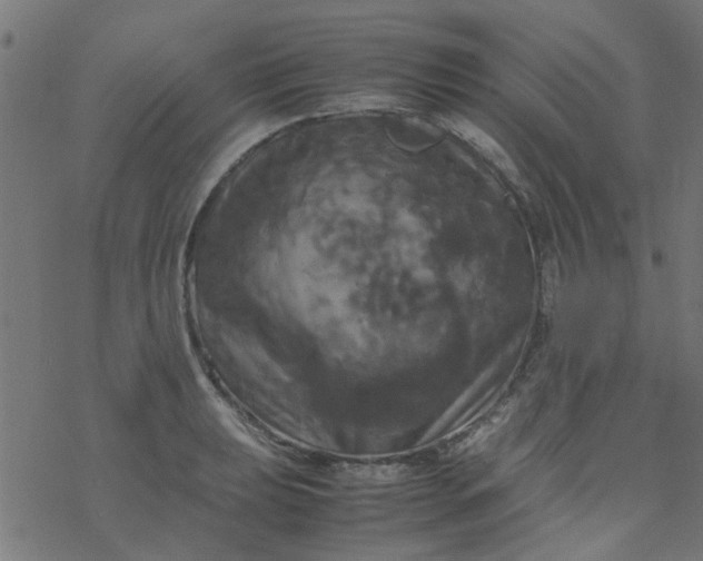 X0000077361039200611031841