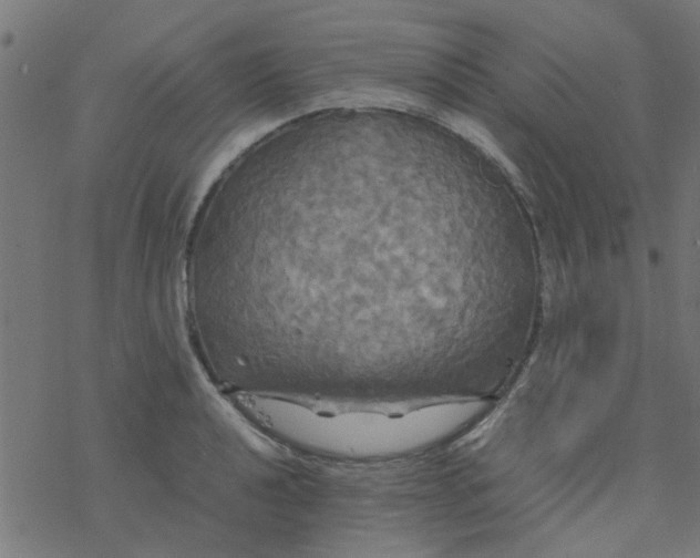 X0000077361040200611031841